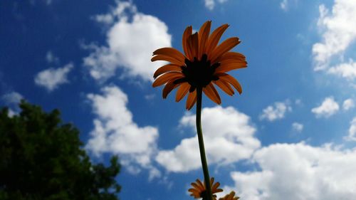 Low angle view of orange flowering plant against sky