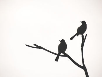 Low angle view of bird perching against clear sky