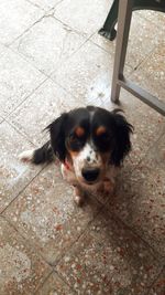 High angle portrait of dog on floor