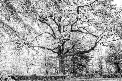 Bare tree against sky