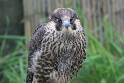 Close-up portrait of owl