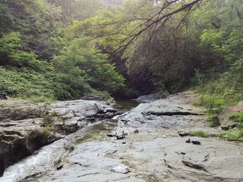 Scenic view of forest