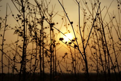 Plants at sunset