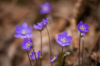 Close-up of purple flowering plants