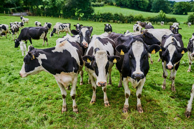 Cows grazing on field