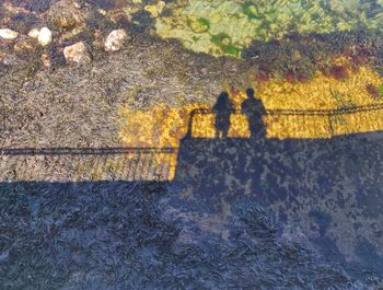 High angle view of people shadow on plants