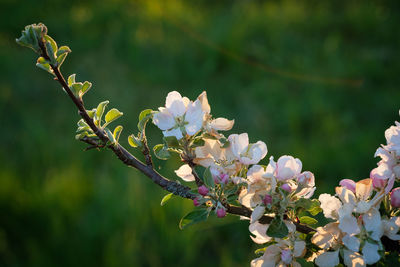Apple tree twig with white flowers close-up
