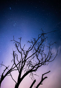 Low angle view of bare tree against sky at night