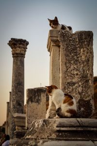 Cat sitting on a column