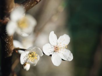 Close-up of white cherry blossom