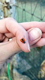 Close-up of hand holding ladybug