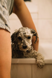 Midsection of woman holding dog at home