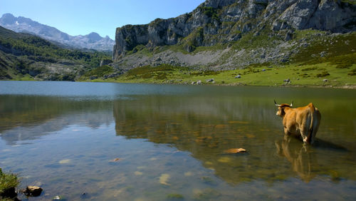 Cow walking in lake against mountain