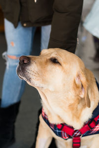 Close-up of dog looking away