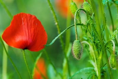 Close-up of red poppy growing on plant