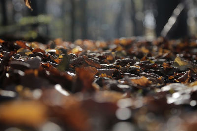 Close-up of autumn leaves