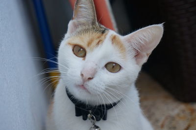 Close-up portrait of cat