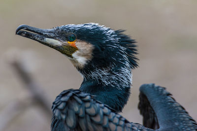 Close-up of bird