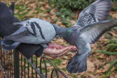 Close-up of hand holding bird flying