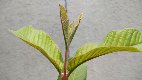 Close-up of plant leaves