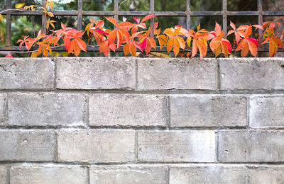 A gray brick wall with red autumn leaves of decorative creeping grapes. texture, autumn background,