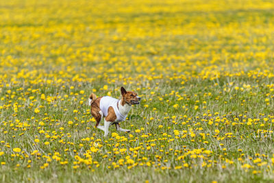 Basenji dog in