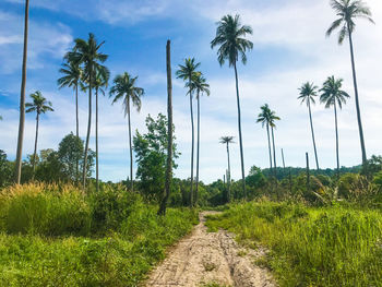 Panoramic view of palm trees on field against sky