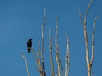 Low angle view of bird perching on branch against blue sky