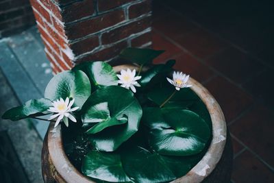 High angle view of potted plant