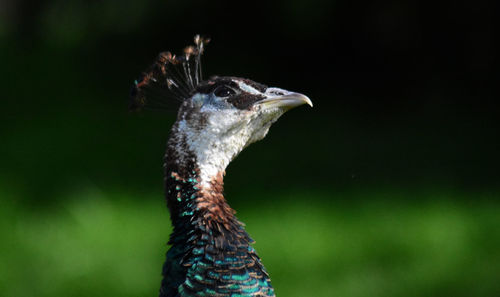 Close-up portrait of a bird