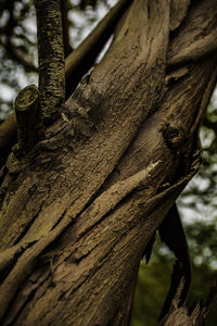 Close-up of tree trunk