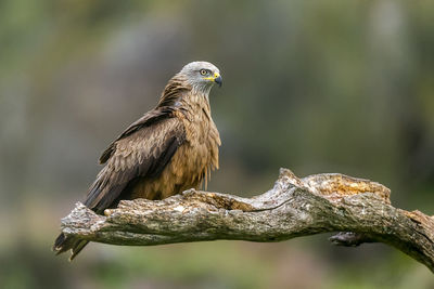 Close-up of kite perching on branch