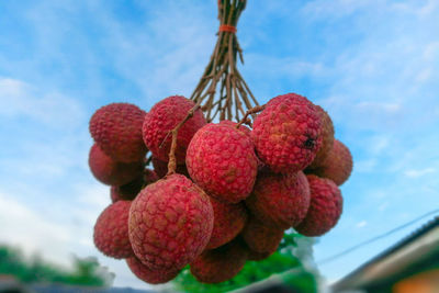 Low angle view of fruits hanging on tree against sky