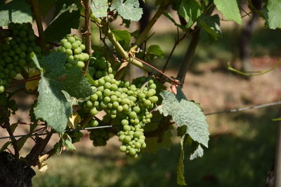 Close-up of grapes growing on tree