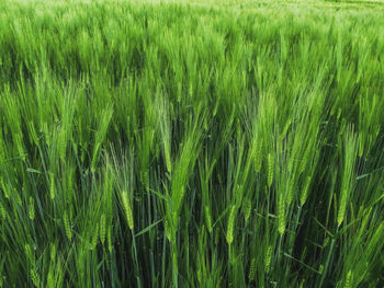 Full frame shot of wheat field