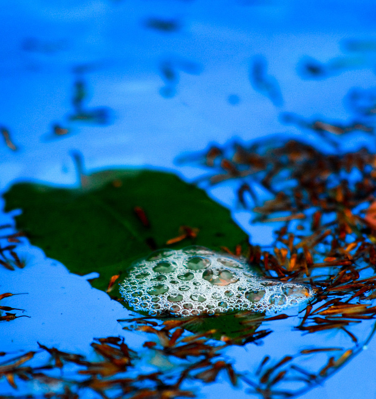 CLOSE UP OF LEAF