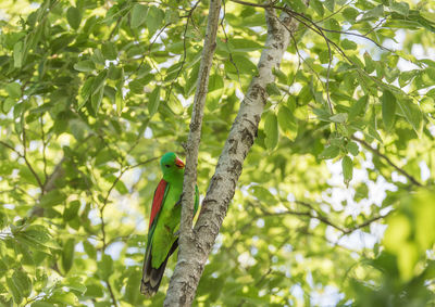 Low angle view of bird perching on tree