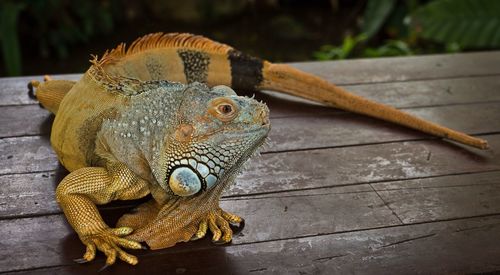 Close-up of lizard on wood