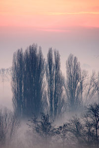 Bare trees against sky during sunset