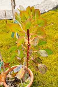 plant