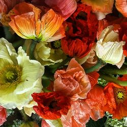Close-up of red flower