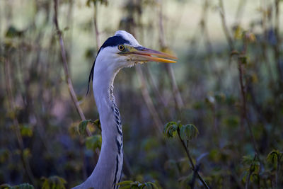 Close-up of a bird looking away