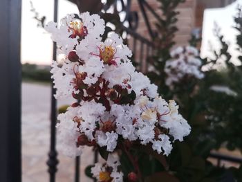 Close-up of white flowering plant