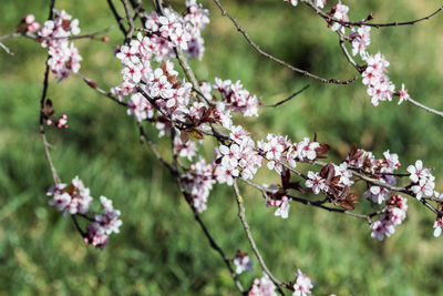 Close-up of pink cherry blossoms in spring