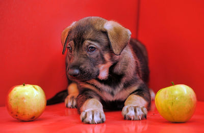 High angle view of puppy