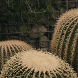Close-up of cactus plants on field