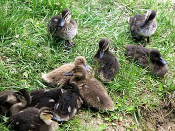 High angle view of mallard duck on grass