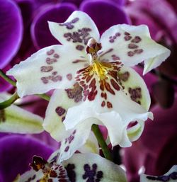 Close-up of flowers blooming outdoors