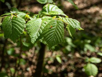 Close-up of green leaves