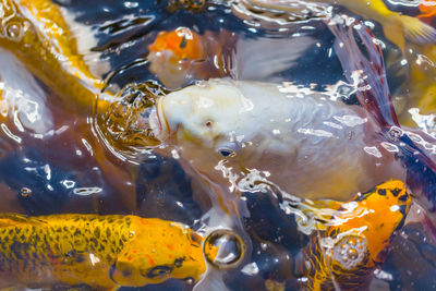 High angle view of fish swimming in sea